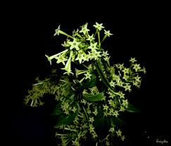 It is known for its scent and is quite possibly the. Cestrum Nocturnum Common Names Include Night Blooming Cestrum Hasna Hena Lady Of The Night Queen Of The Night Night Night Blooming White Flowers My Flower
