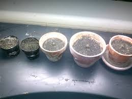 Do you plant succulents and cacti on the regular like me? Indoor Tiny San Pedro S The Ethnobotanical Garden Shroomery Message Board