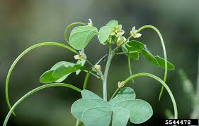Image result for Senna obtusifolia