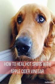 Administering a home remedy such as apple cider vinegar or vitamin e oil can help prevent a small irritation from sometimes a hot spot may get larger or fill up with puss if the hair is matted over it. Heal Your Dog S Hot Spots The Natural Way With Apple Cider Vinegar You Only Need Two Ingredients A Dog Hot Spots Dog Hot Spots Remedy Dog Hot Spots Treatment