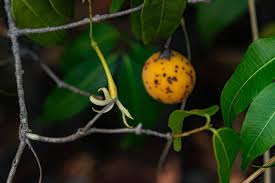 Image result for Landolphia