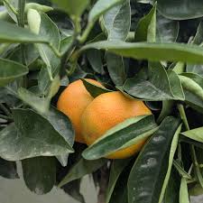 Image result for Citrus reticulata