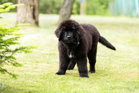 Use the search tool below and browse adoptable newfoundlands! Newfoundland Full Profile History And Care