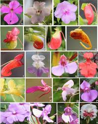 Image result for Impatiens rubromaculata