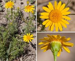 Image result for Dyssodia tenuiloba