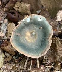 Image result for Russula polyphylla