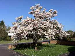 47 видео 134 просмотра обновлен 6 мар. Magnolia X Soulangeana Saucer Magnolia North Carolina Extension Gardener Plant Toolbox