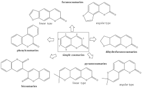 Image result for Sphenostylis marginata