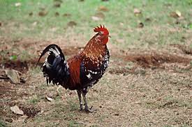 Maybe you would like to learn more about one of these? Ayam Hutan Wikipedia Bahasa Indonesia Ensiklopedia Bebas