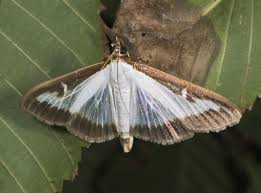 Image result for caterpillar box tree moth inside buxus plant