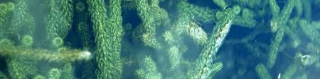 Image result for Lagarosiphon muscoides
