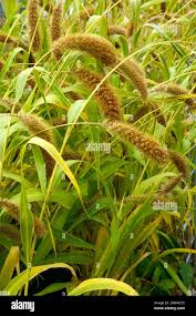 Image result for Setaria italica