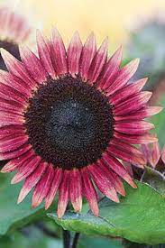 13 Unique Seeds You Should Plant In Your Garden Flower Seeds Pink Sunflowers Annual Flowers