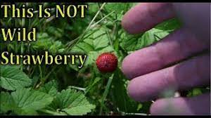 This fella is great, really prolific fruiting and fast growing. This Is Not Wild Strawberry Youtube