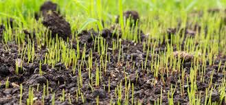 How to prepare for lawn seeding. Establishing A New Lawn With Grass Seed Boston Seeds