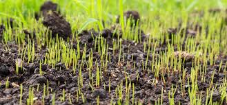 Maybe you would like to learn more about one of these? Establishing A New Lawn With Grass Seed Boston Seeds