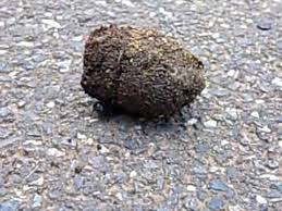 「日本　フンコロガシ」の画像検索結果