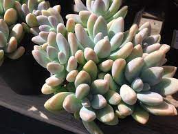 The blue color gets darker and even more stunning as this succulent matures. Graptosedum Blue Giant World Of Succulents