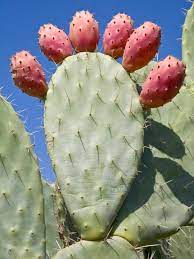 Get the best deals on prickly pear cactus & succulent plants. Prickly Pear Cactus Hgtv
