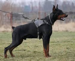 European doberman puppies for sale ontario. Imported European Doberman Pinscher For Stud