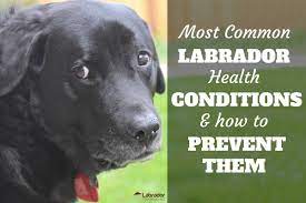 The Most Common Labrador Health Conditions And How To Prevent Them Labradortraininghq