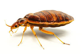 Bed bugs, bedbug bites, bedbugs, bugs that bite, do i have bedbugs?, household bugs, infestation, pest guaranteed residential pest control only $25 / month*! Don T Bring Bed Bugs Home New Important Information Affecting Hawaii