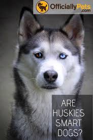 Are Huskies Smart Dogs An Overview Of All Types Of Intelligence Intelligence Isn T A Simple Standard Measure Check Out To Smart Dog Husky Dog Training