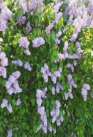 This Item Is Unavailable Etsy Lilac Bushes Flower Photos Lilac Flowers
