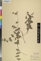 Image result for Nelsonia smithii