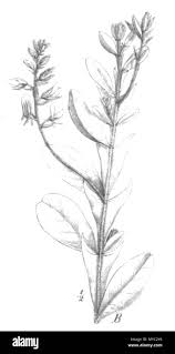 Image result for Rhynchosia kilimandscharica