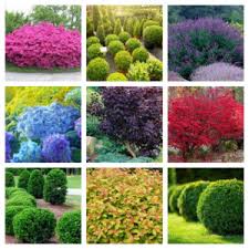 Florida landscape shrubs pictures, providing a tropical landscape. Trees Shrubs Atlas Landscaping