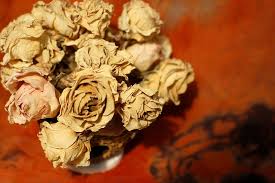 We did not find results for: Blumen Getrocknet Strauss Kostenloses Foto Auf Pixabay