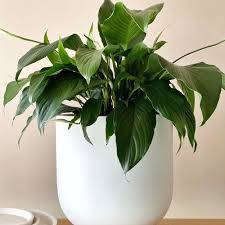 Plant 3