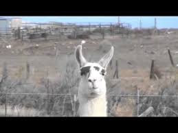 Front portrait of a white llama, lama glama. Loraine The Llama Sticking Her Tongue Out Mobile Youtube