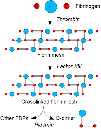 The fdp has an anticoagulant action and inhibits clotting when these are present in excess. D Dimer Wikipedia