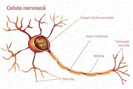 Durerile de cap, ametelile, tusea persistenta, schimbarea greutatii sunt doar cateva indicii ca lucrurile nu sunt tocmai in regula si atunci e. Despre Nerv Functia Nervului Leziune De Nerv Si Neuropatia Periferica