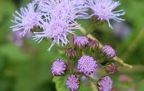 Missouri is the genetic origin of our plants, so they are best adapted to states east of the rockies. Missouri Native Heartland Seed Of Missouri Llc