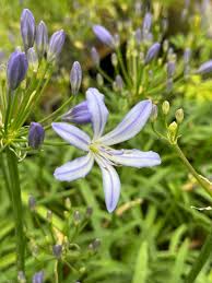 Image result for Agapanthus codii