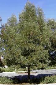 Image result for Acacia melanoxylon