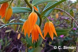 Image result for Littonia modesta