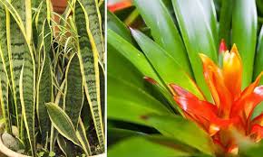Check spelling or type a new query. 20 Plantes D Interieur Qui N Ont Pas Besoin De Lumiere