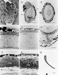 Image result for Tragiella natalensis