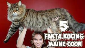 Di video kali ini saya akan membahas mengenai kucing maine coon berserta harganya dari kitten ped, show quallity. 5 Fakta Kucing Maine Coon Ras Kucing Rumahan Berbadan Besar Youtube