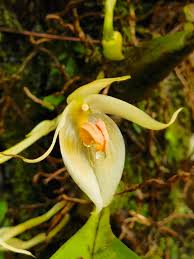 Image result for Bulbophyllum rugosibulbum