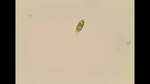 Good quality and complete accessories. Under The Microscope Euglena Youtube