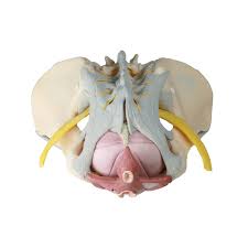 Anatomy of the pelvic floor. Female Pelvis Model With Ligaments Nerves Pelvic Floor Erler Zimmer 4070b