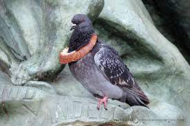 4 Reasons You Shouldn T Be Feeding The Pigeons Downtown Providence Parks Conservancy Dppc