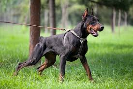 How To Exercise And Build Muscle In Your Doberman Pinscher