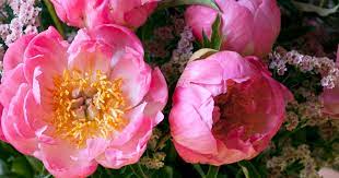 A heart of peony is warmed with spicy dianthus and accented with fresh green foliage for an innocent bouquet. The Scent Of The Peony Funny How Flowers Do That