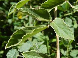 Image result for Pseudarthria